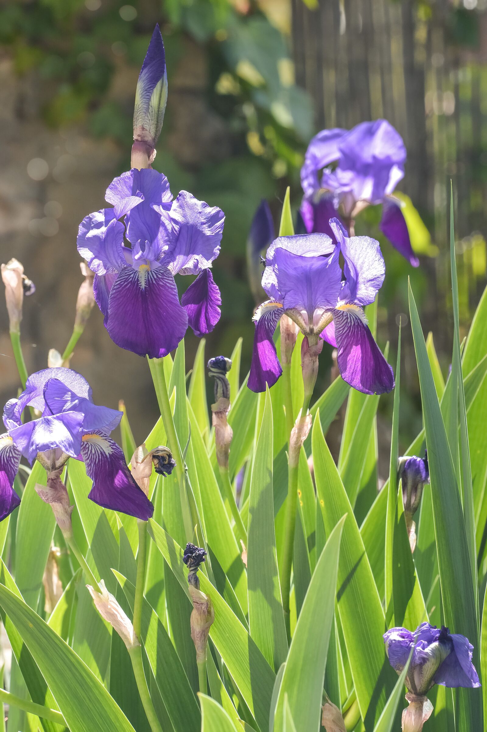 Nikon D3200 sample photo. Flowers, nature, spring photography