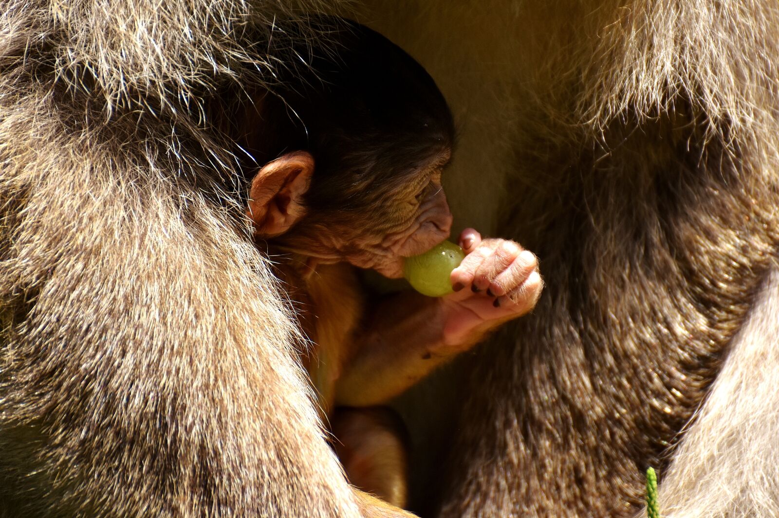 Nikon D7200 sample photo. Ape, baby monkey, grapes photography