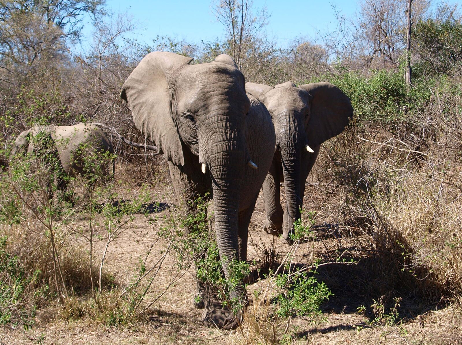 Olympus E-420 (EVOLT E-420) sample photo. Elephant, africa, wild animal photography