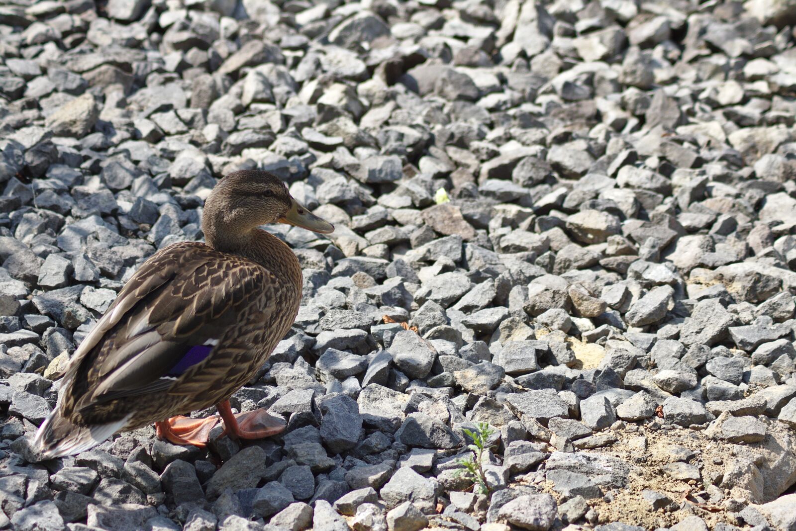 Canon EOS 750D (EOS Rebel T6i / EOS Kiss X8i) sample photo. Duck, pond, lake photography