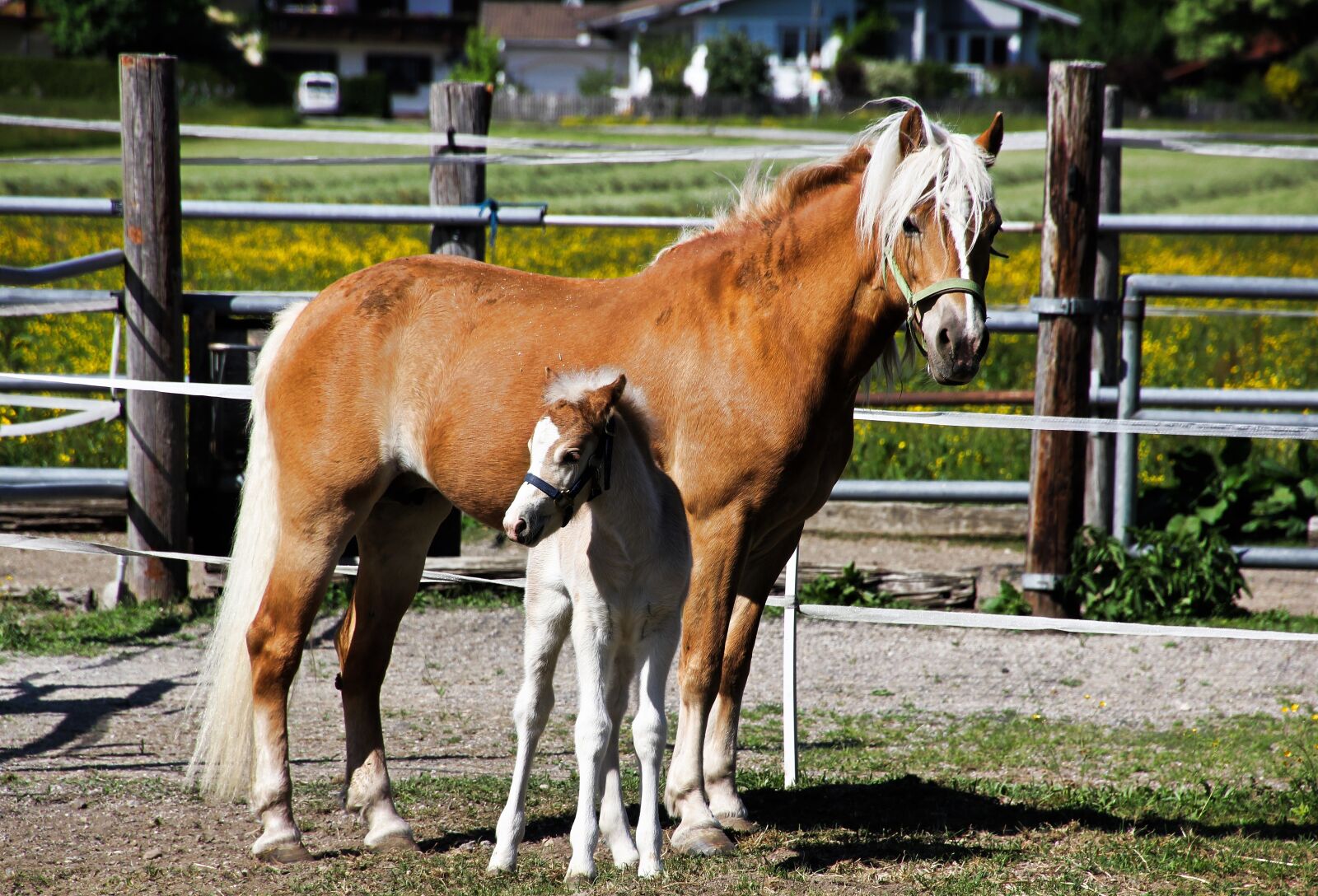 Canon EOS 60D sample photo. Haflinger, horse, mammal photography