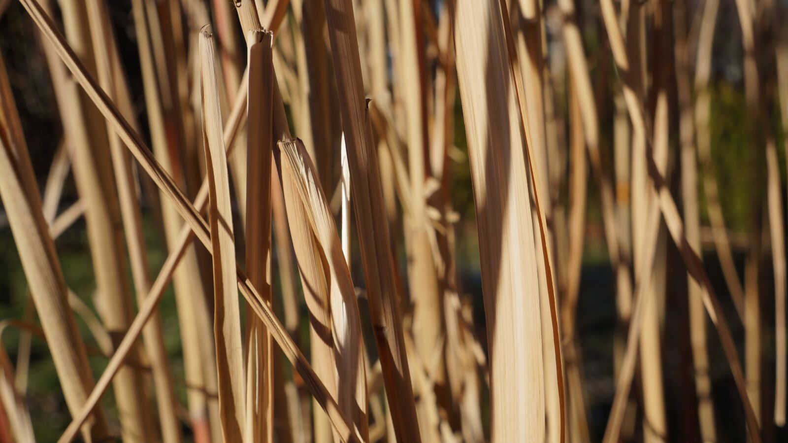 Sony Alpha a3000 sample photo. Bamboo, brown, texture photography