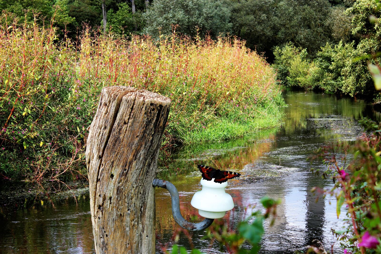 Canon EOS 550D (EOS Rebel T2i / EOS Kiss X4) sample photo. Diemel, rest, nature photography