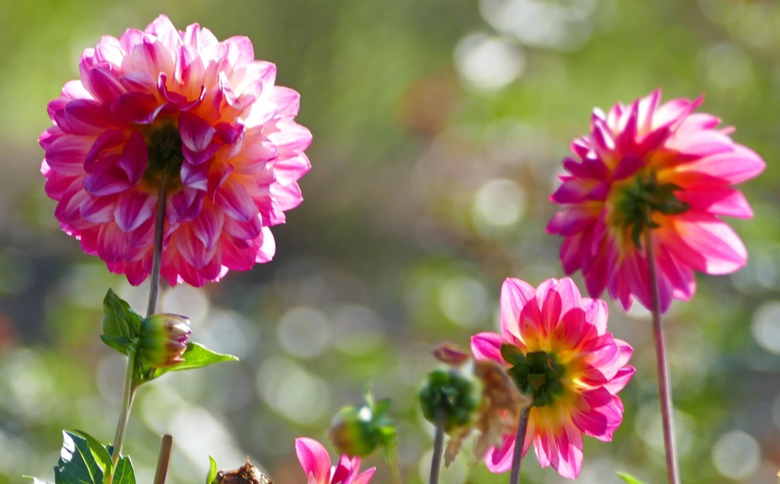 Panasonic Lumix DMC-FZ1000 sample photo. Nature, flowers, dahlias photography