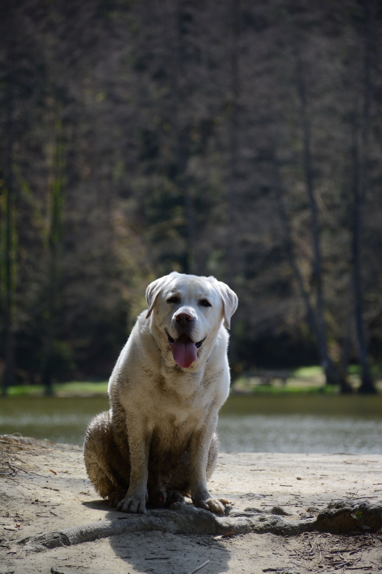 Nikon D7100 sample photo. Dog, nature, animal photography
