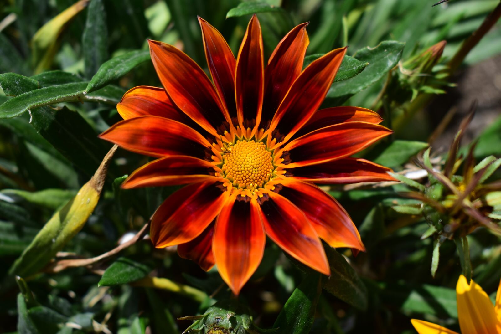 Nikon D3400 sample photo. Nature, plant, flower photography