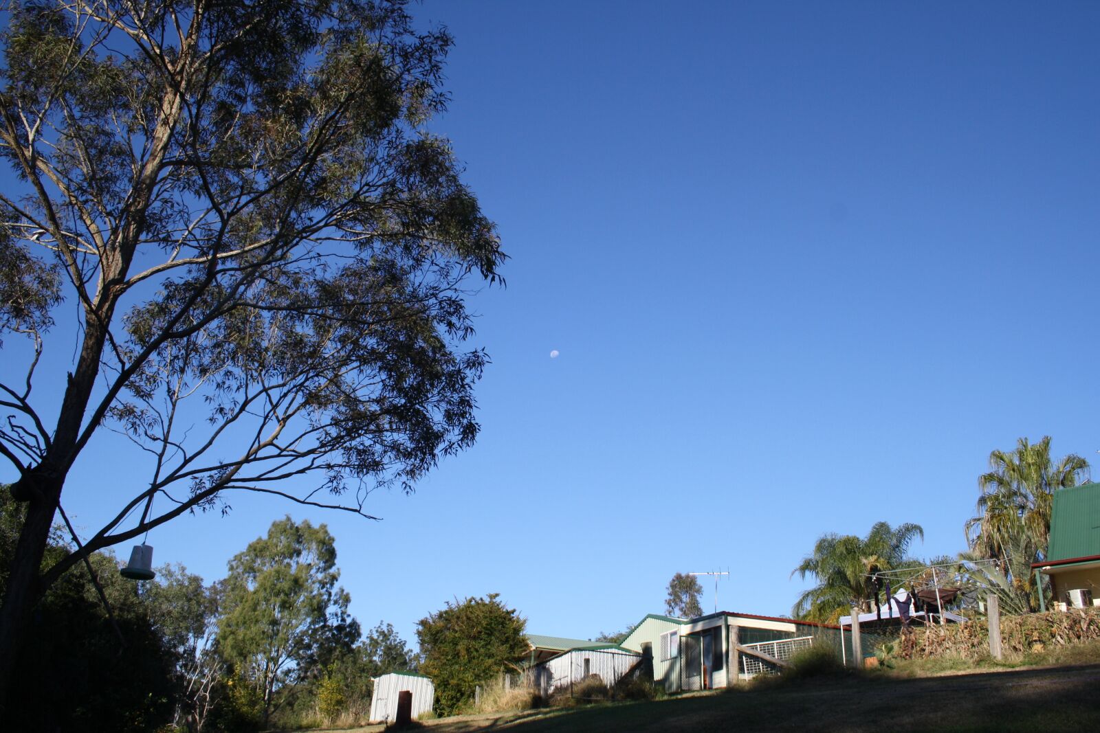 Canon EOS 1000D (EOS Digital Rebel XS / EOS Kiss F) sample photo. Sky, blue, tree photography