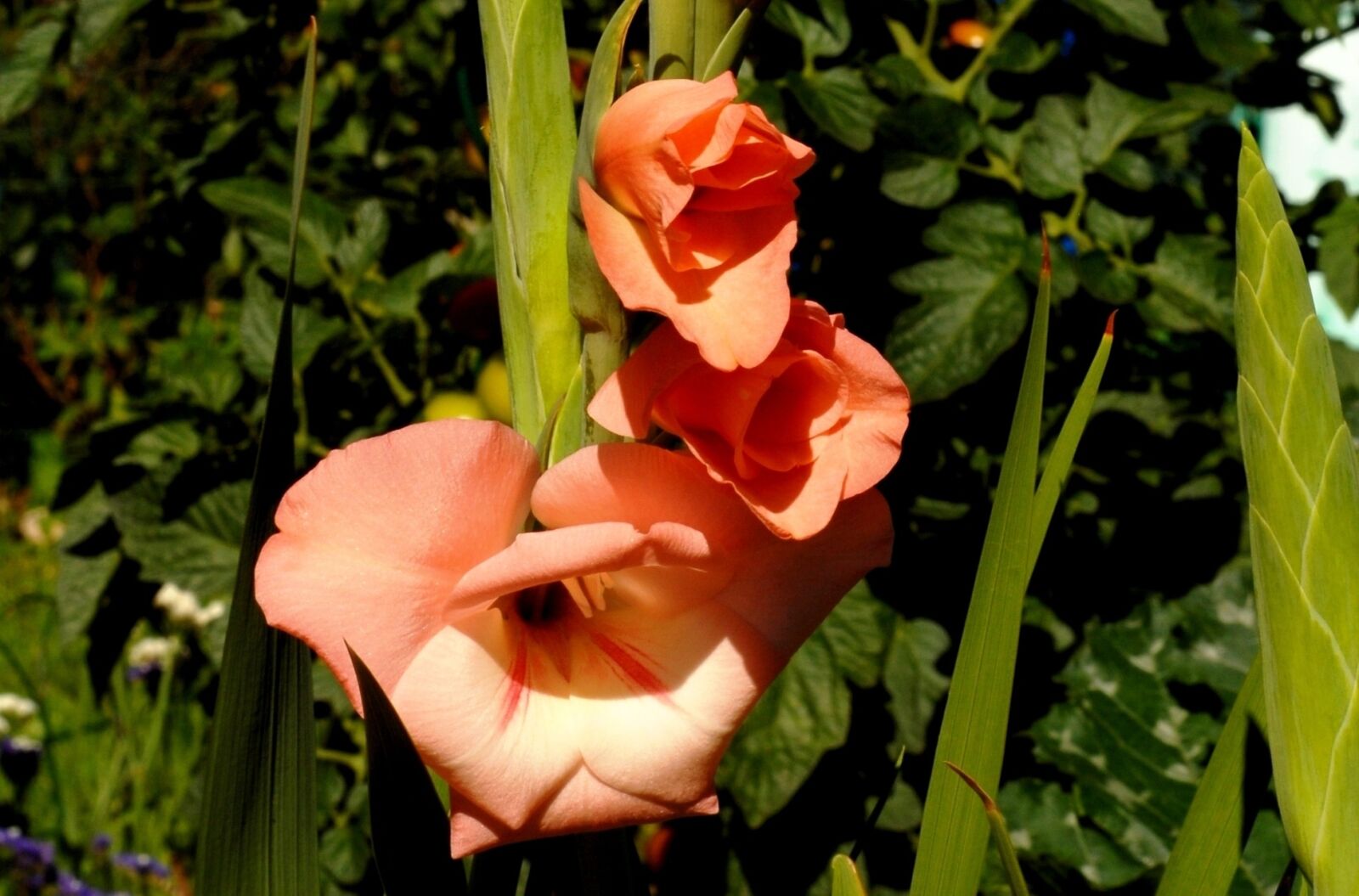 Nikon D200 sample photo. Garden, plants, gladiolus photography