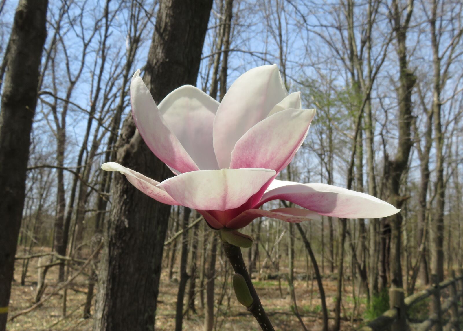 Canon PowerShot SX710 HS sample photo. Flower, blossom, tree flower photography