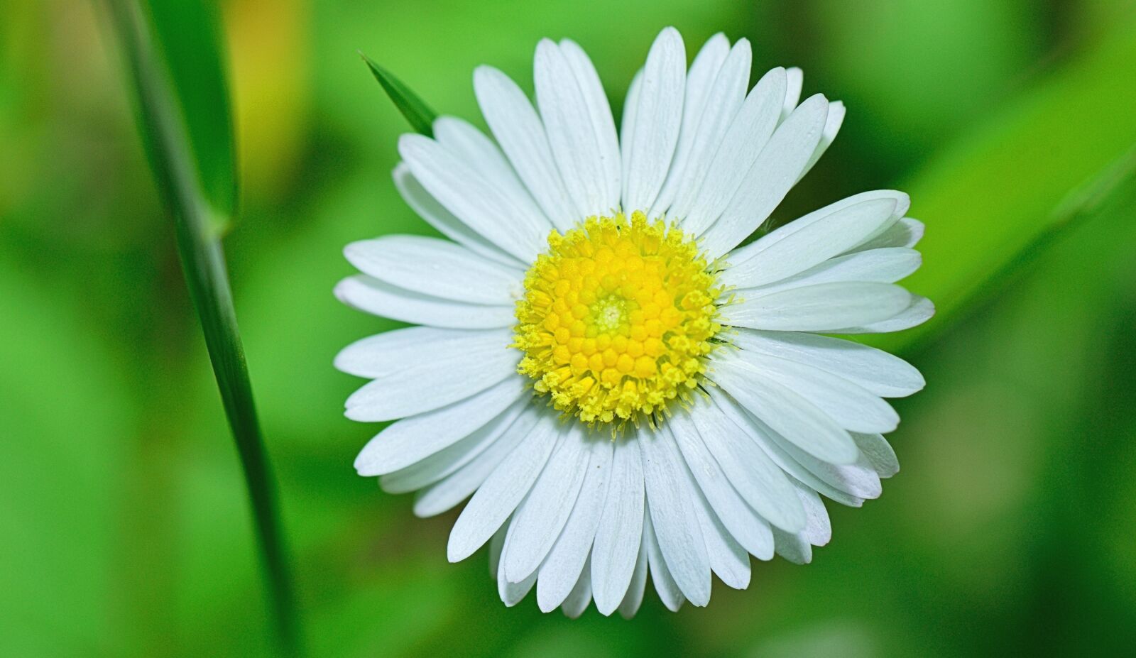 Nikon D5300 sample photo. Nature, flower, flowers photography