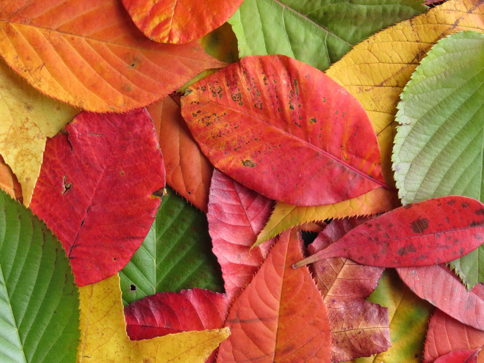 Canon PowerShot SX710 HS sample photo. Autumn leaves, colourful, leaves photography