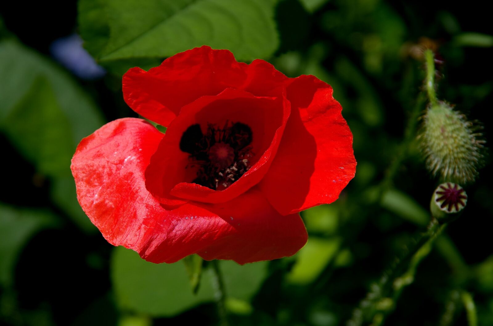 Pentax K-50 sample photo. Poppy, blossom, bloom photography