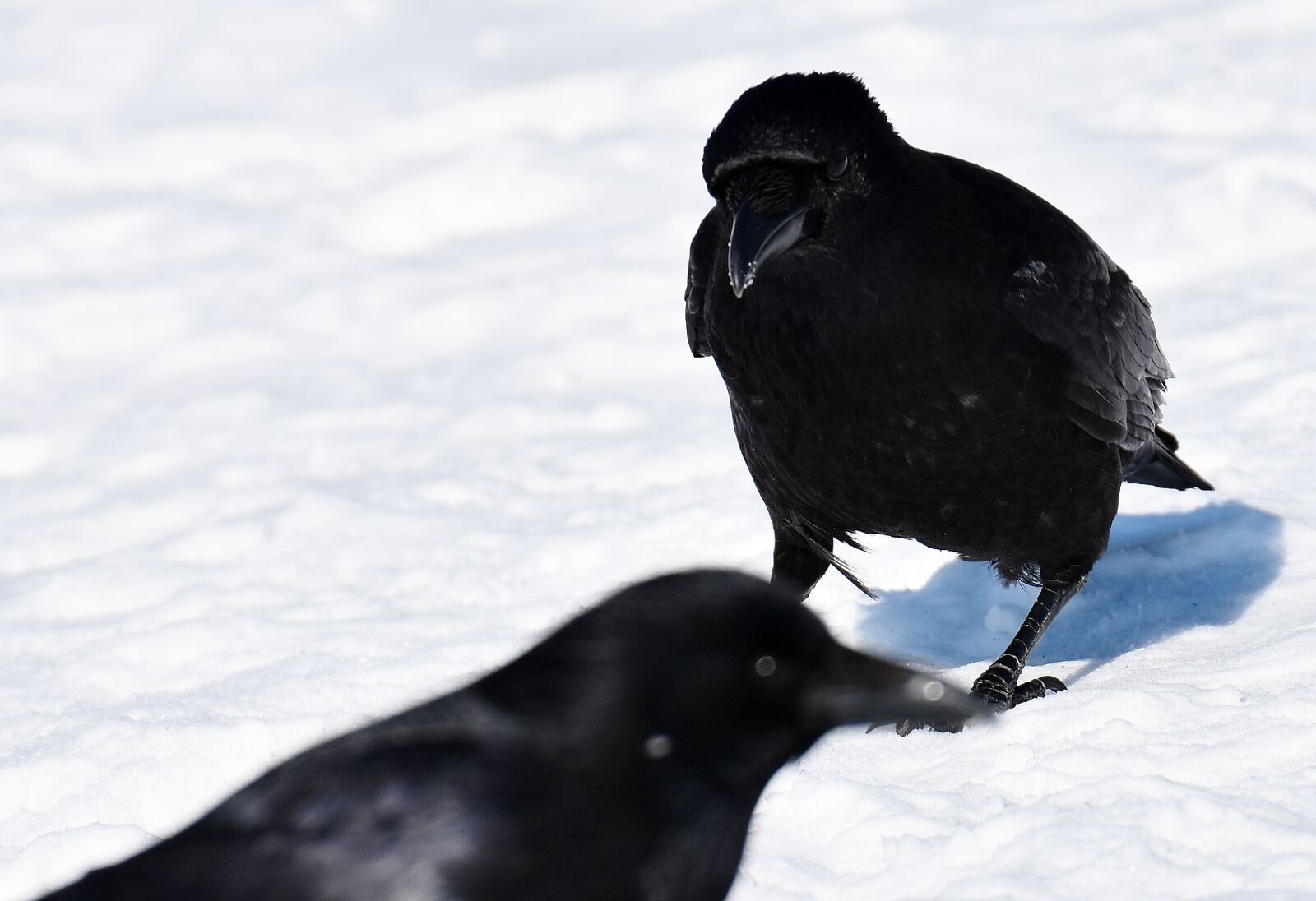Nikon D7200 sample photo. Common raven, raven, snow photography