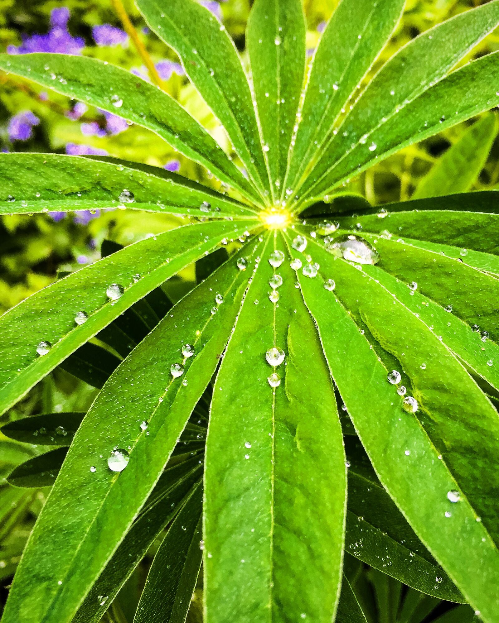 Apple iPhone 6 sample photo. Drops, raindrops photography