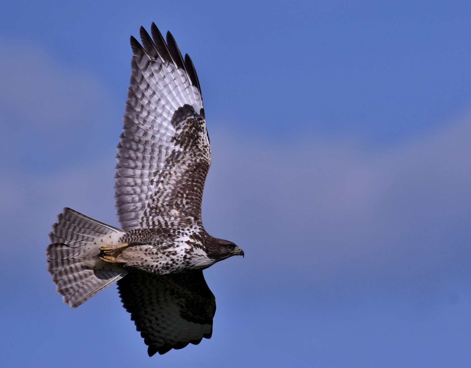 Nikon D500 sample photo. Common buzzard, bird of photography
