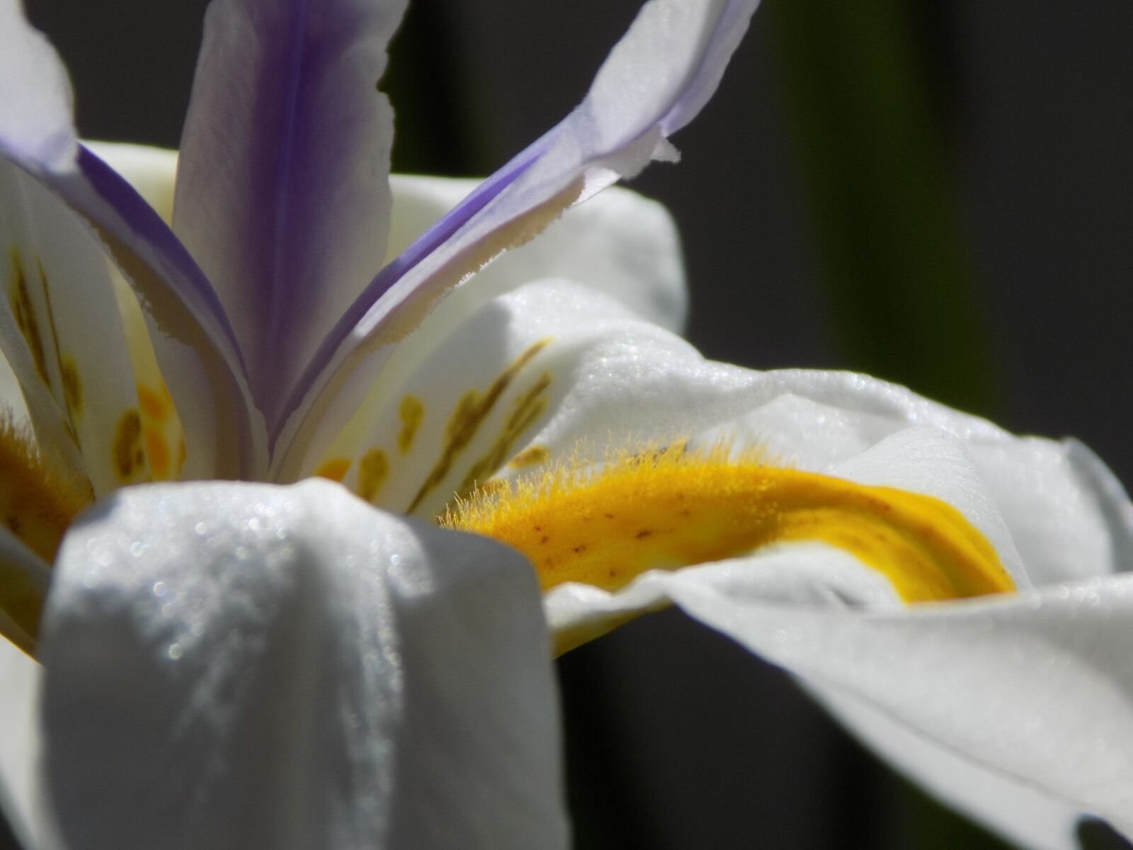 Nikon COOLPIX L340 sample photo. Close up, flower, plant photography
