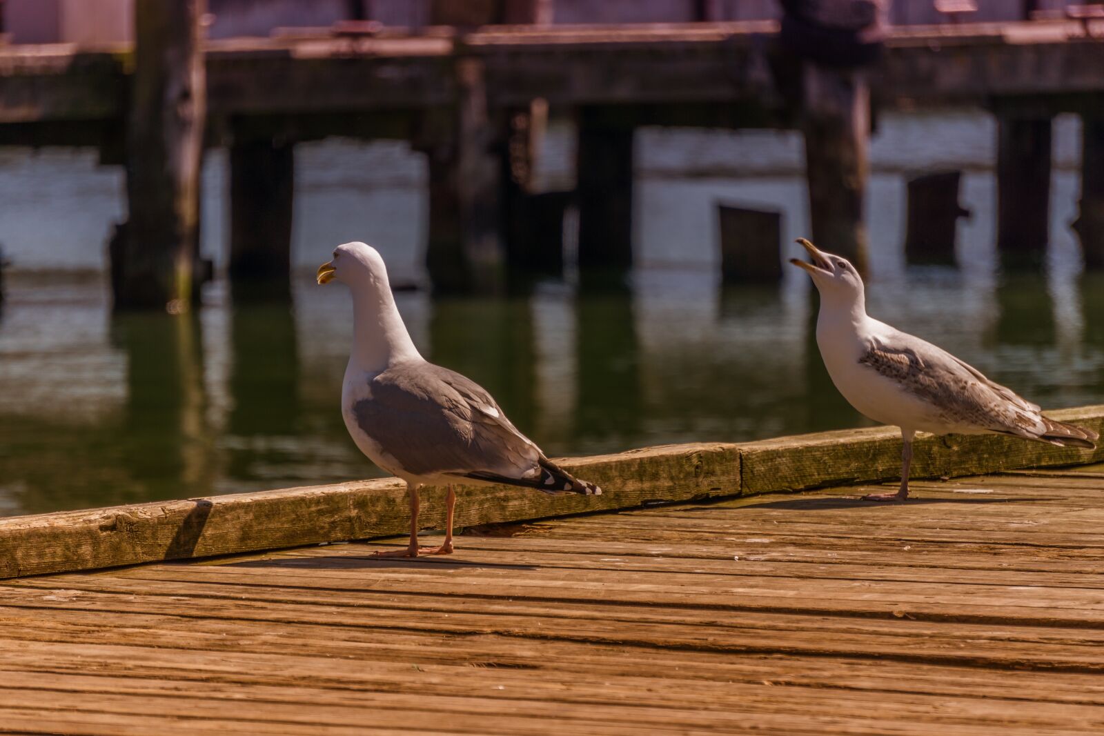 Sony E 55-210mm F4.5-6.3 OSS sample photo. Port, gulls, sea photography