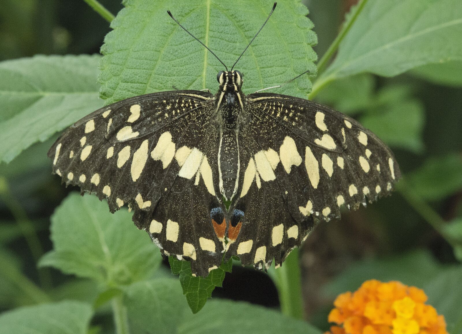 Nikon D800 sample photo. Butterfly, nature, summer photography