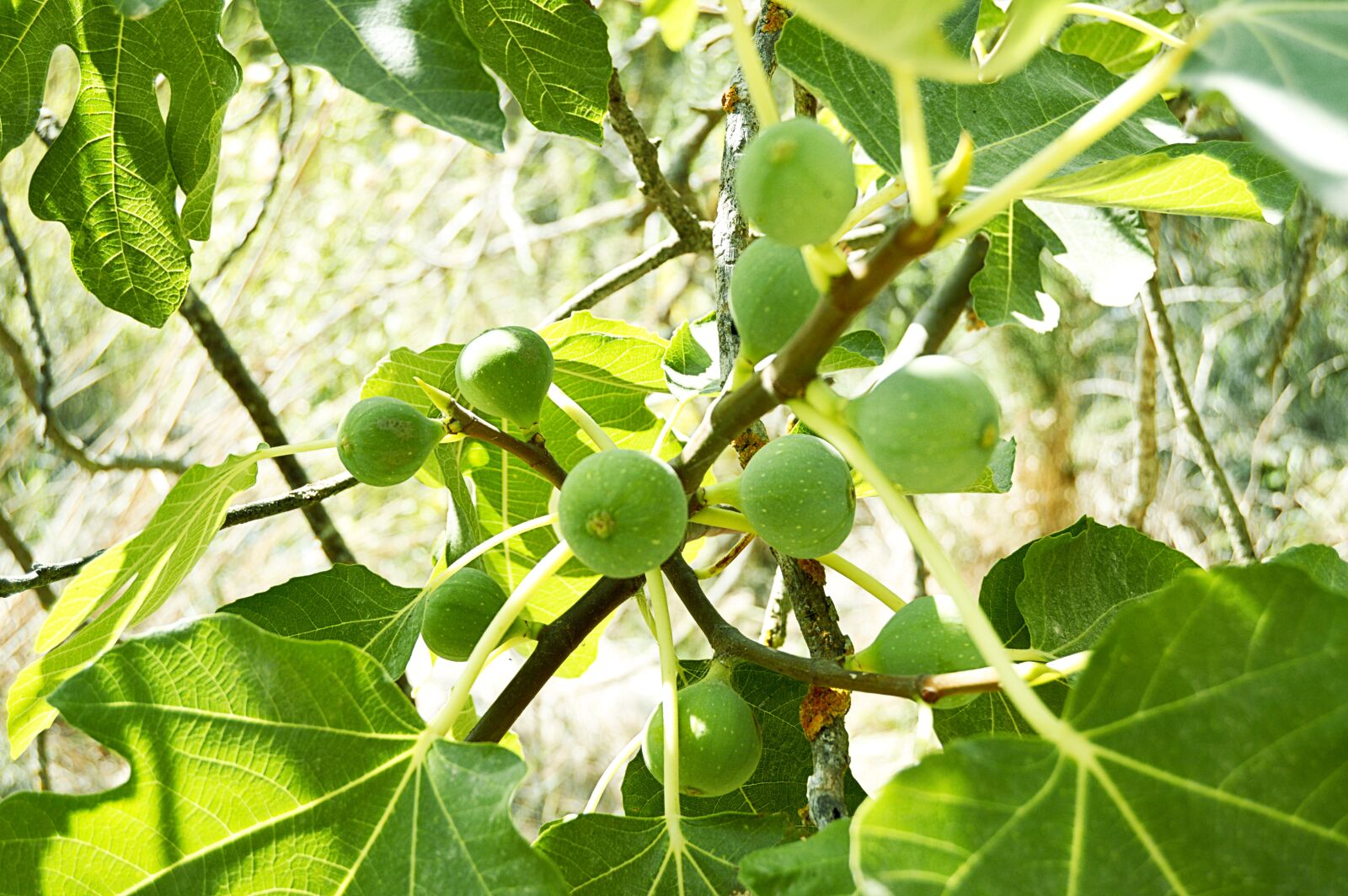 Nikon D3200 sample photo. Figs, fruits, fig tree photography