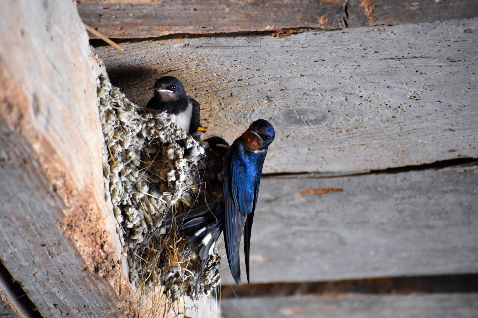 Nikon D3500 sample photo. Barn swallow, schwalbe, barn photography