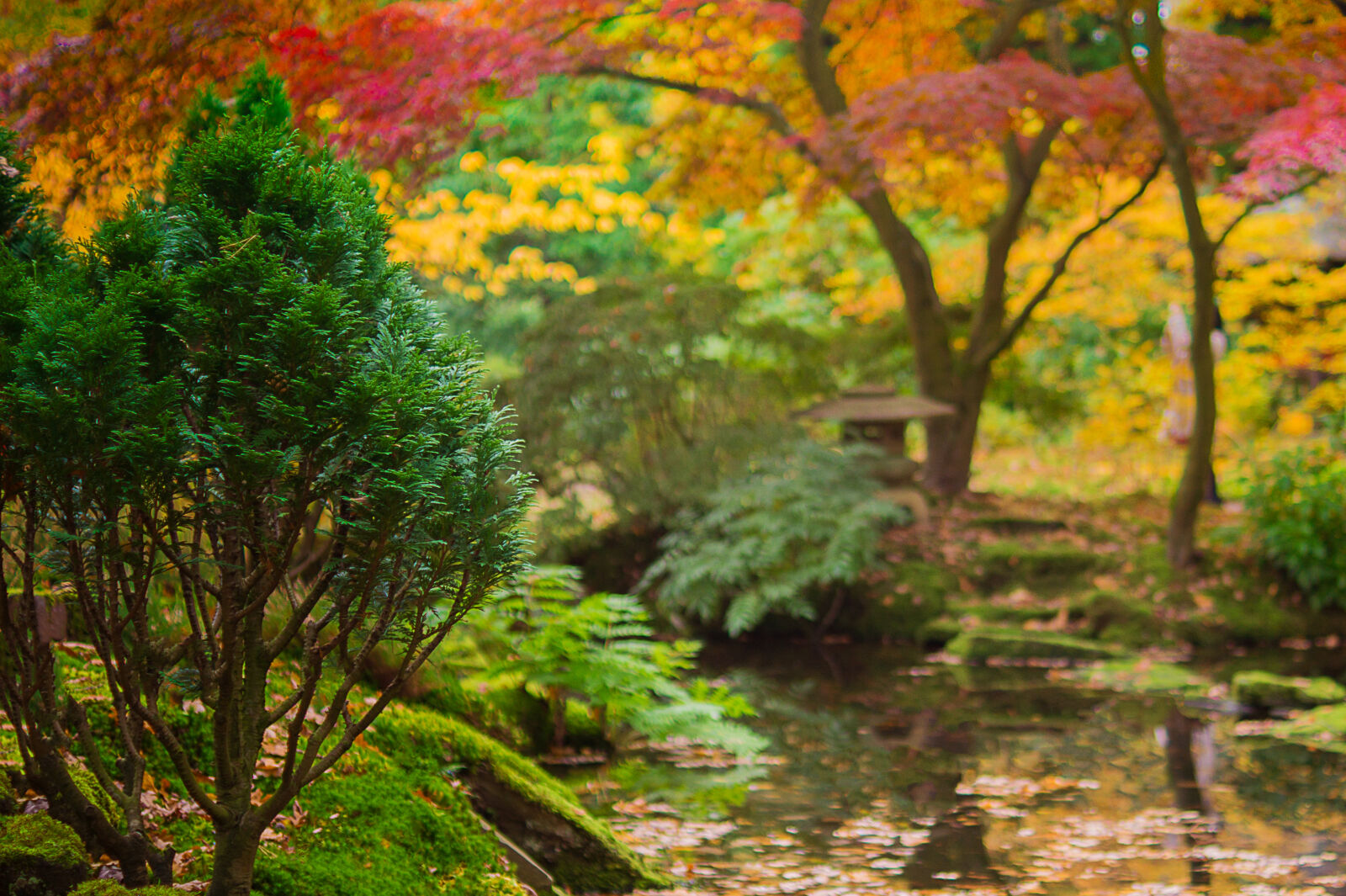 Sony SLT-A58 + Sony DT 35mm F1.8 SAM sample photo. Autumn, colorful, colourful, creek photography