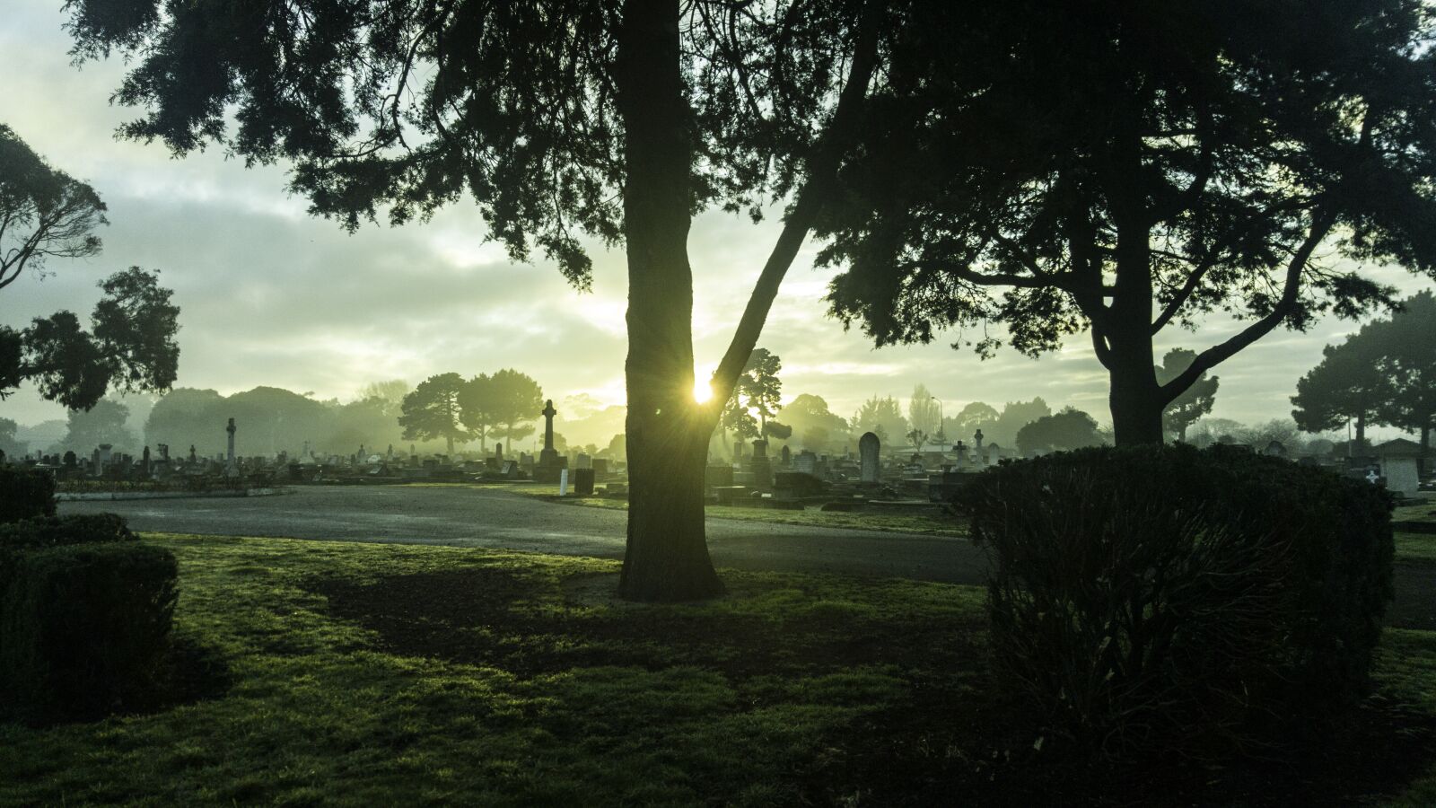 Samsung Galaxy Note5 sample photo. New zealand, tree, cemetry photography