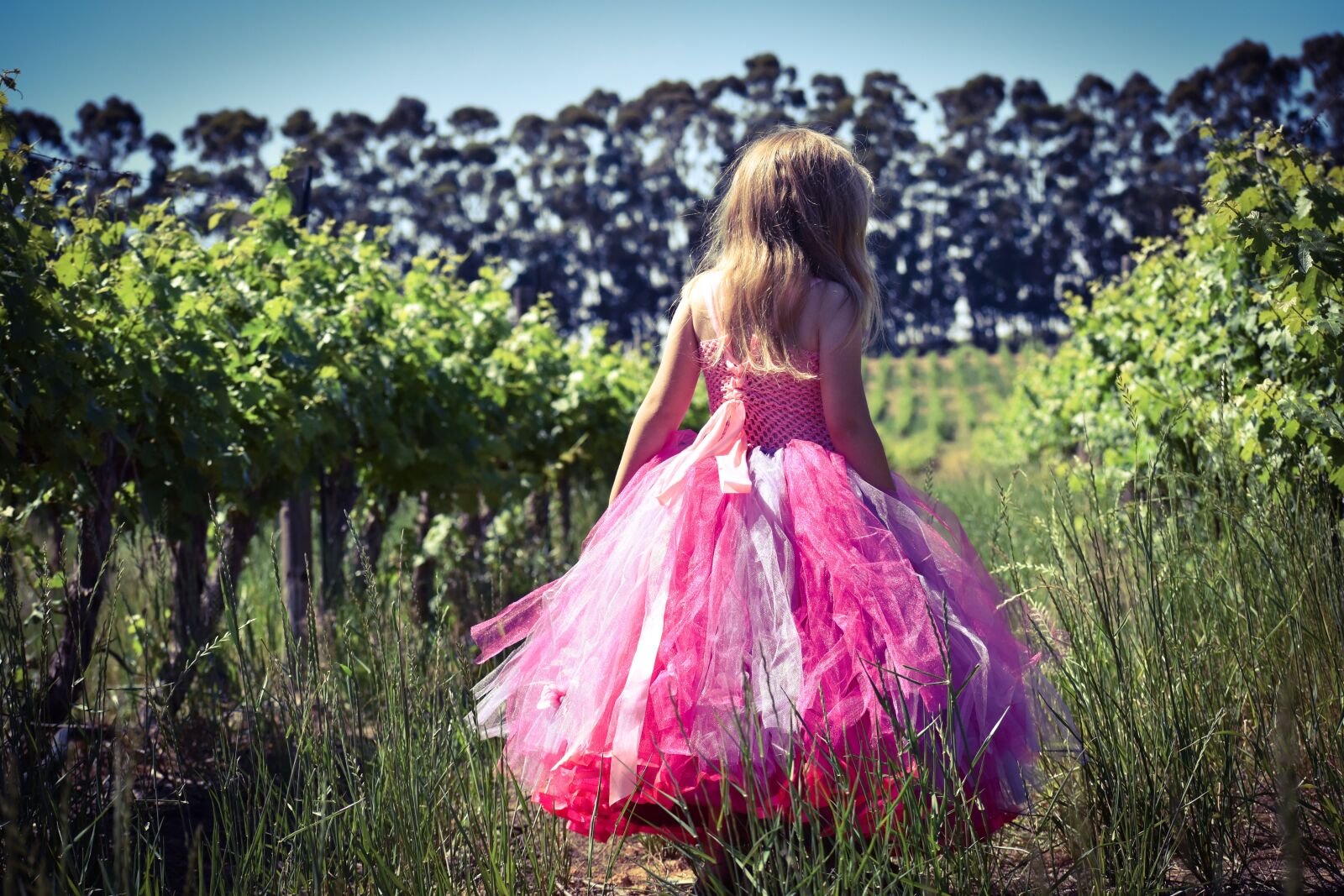 Nikon D5500 sample photo. Nature, summer, beautiful photography