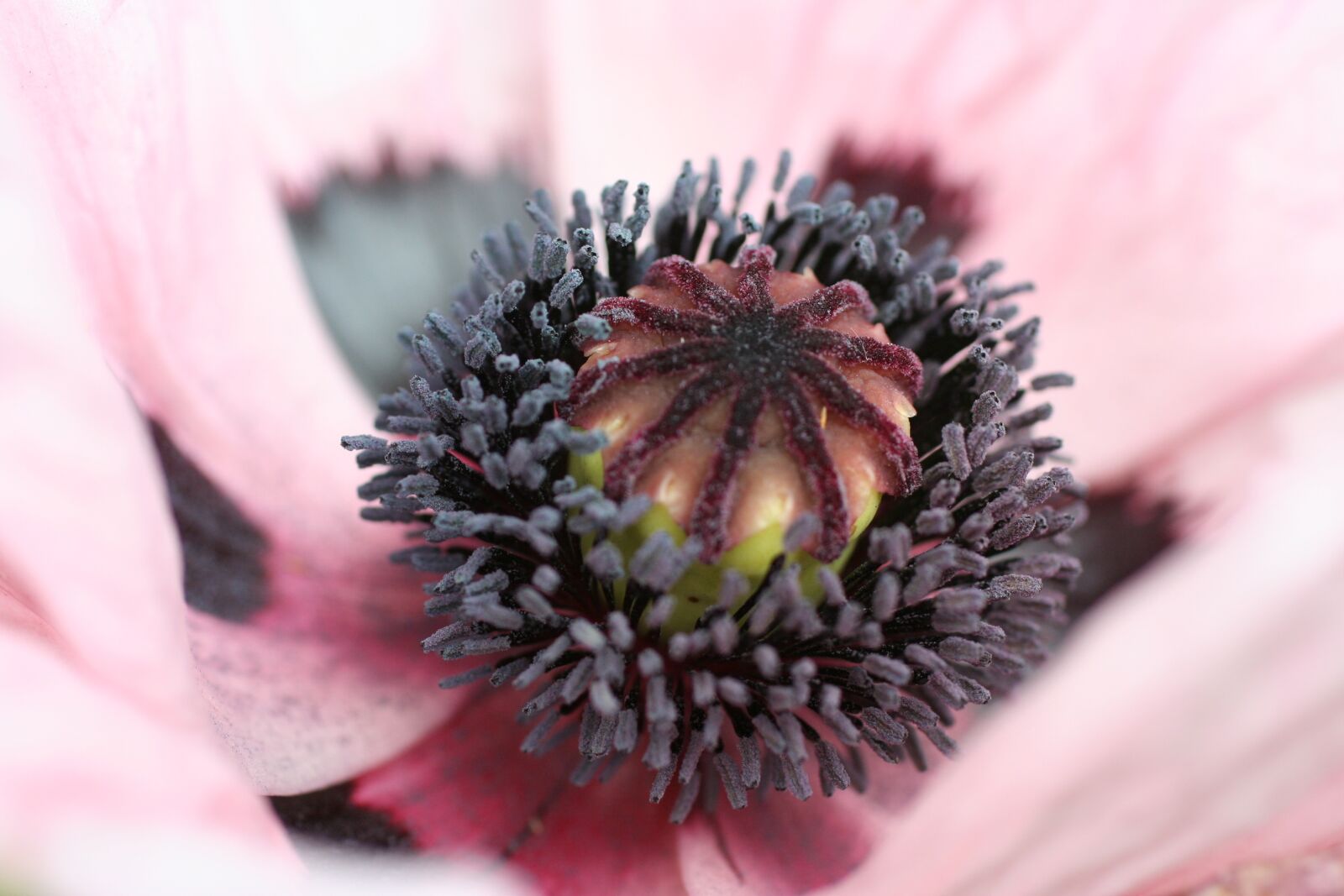 Canon EOS 350D (EOS Digital Rebel XT / EOS Kiss Digital N) sample photo. Purple, poppy, pollen photography