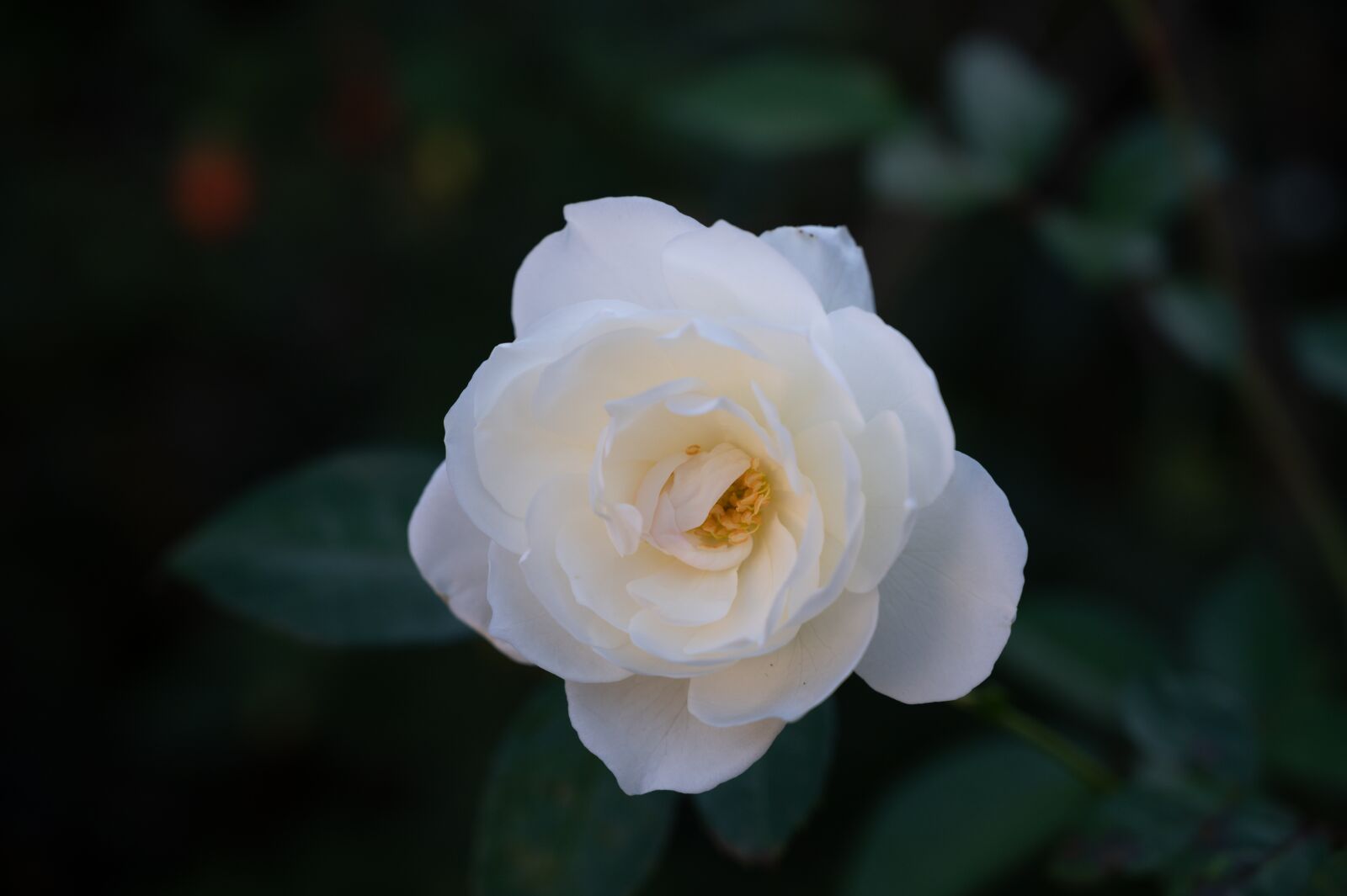 Nikon Z6 sample photo. Rose, white, bloom photography