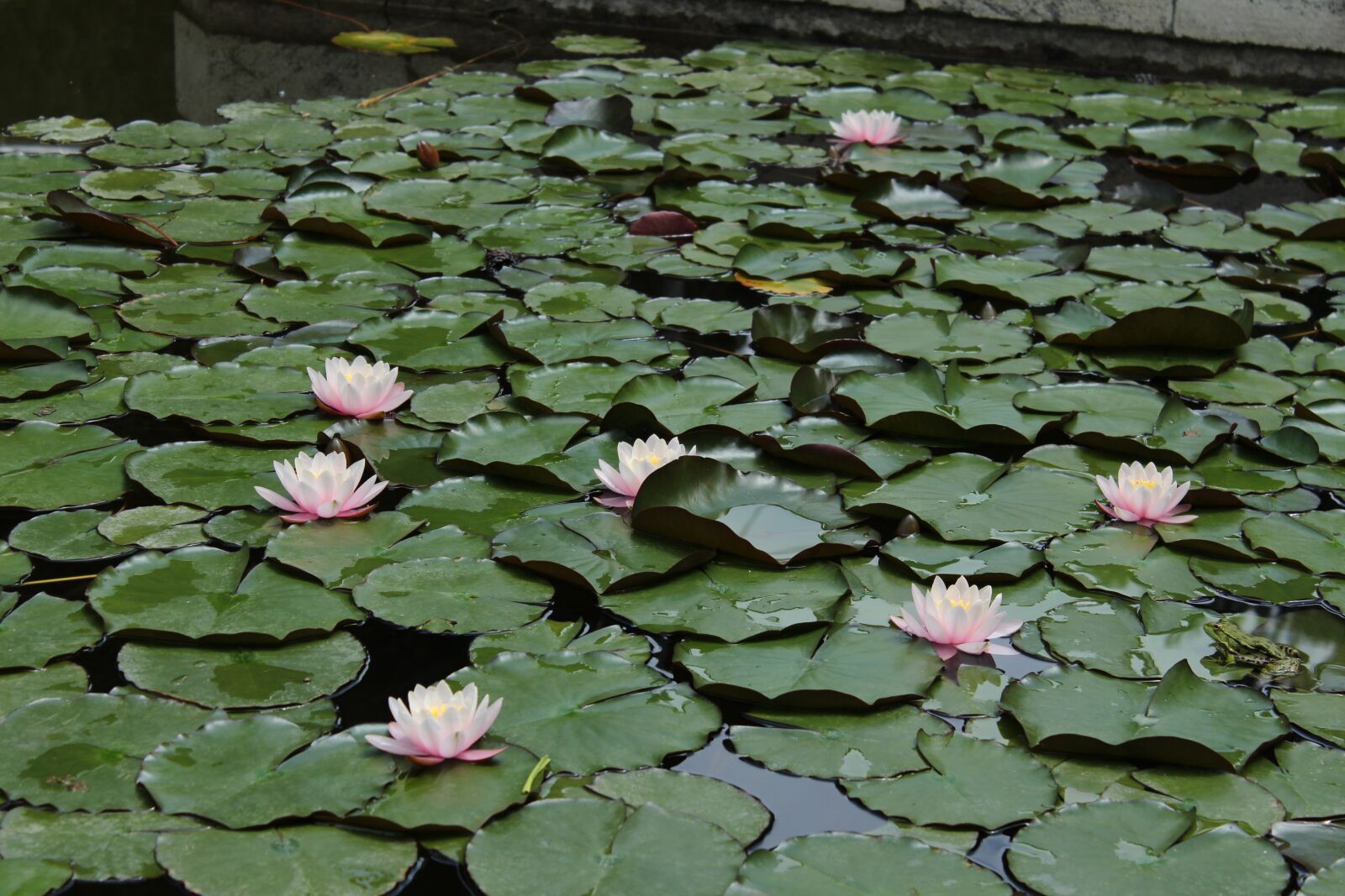 Canon EOS 650D (EOS Rebel T4i / EOS Kiss X6i) sample photo. Nature, flower, pond photography