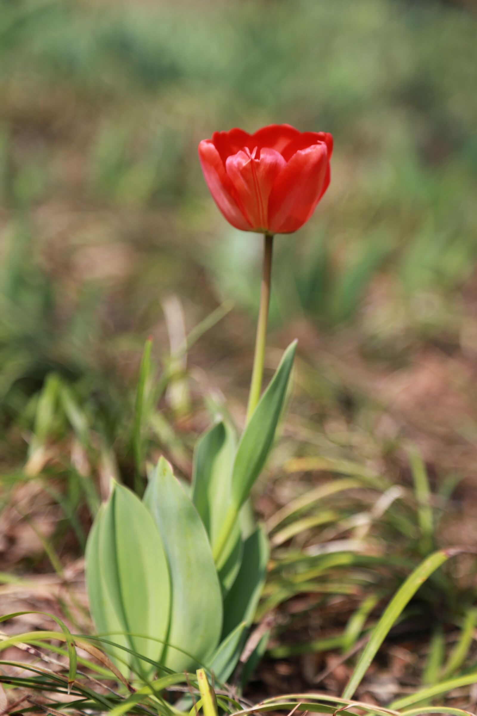 Canon EOS 6D + Canon EF 24-105mm F4L IS USM sample photo. Tulip, flowers, bud photography