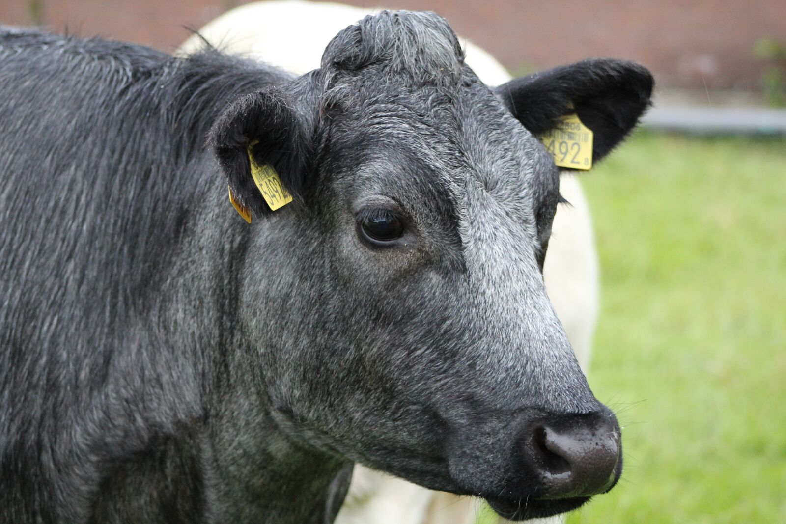 Canon EOS 600D (Rebel EOS T3i / EOS Kiss X5) sample photo. Cow, cattle, farm photography