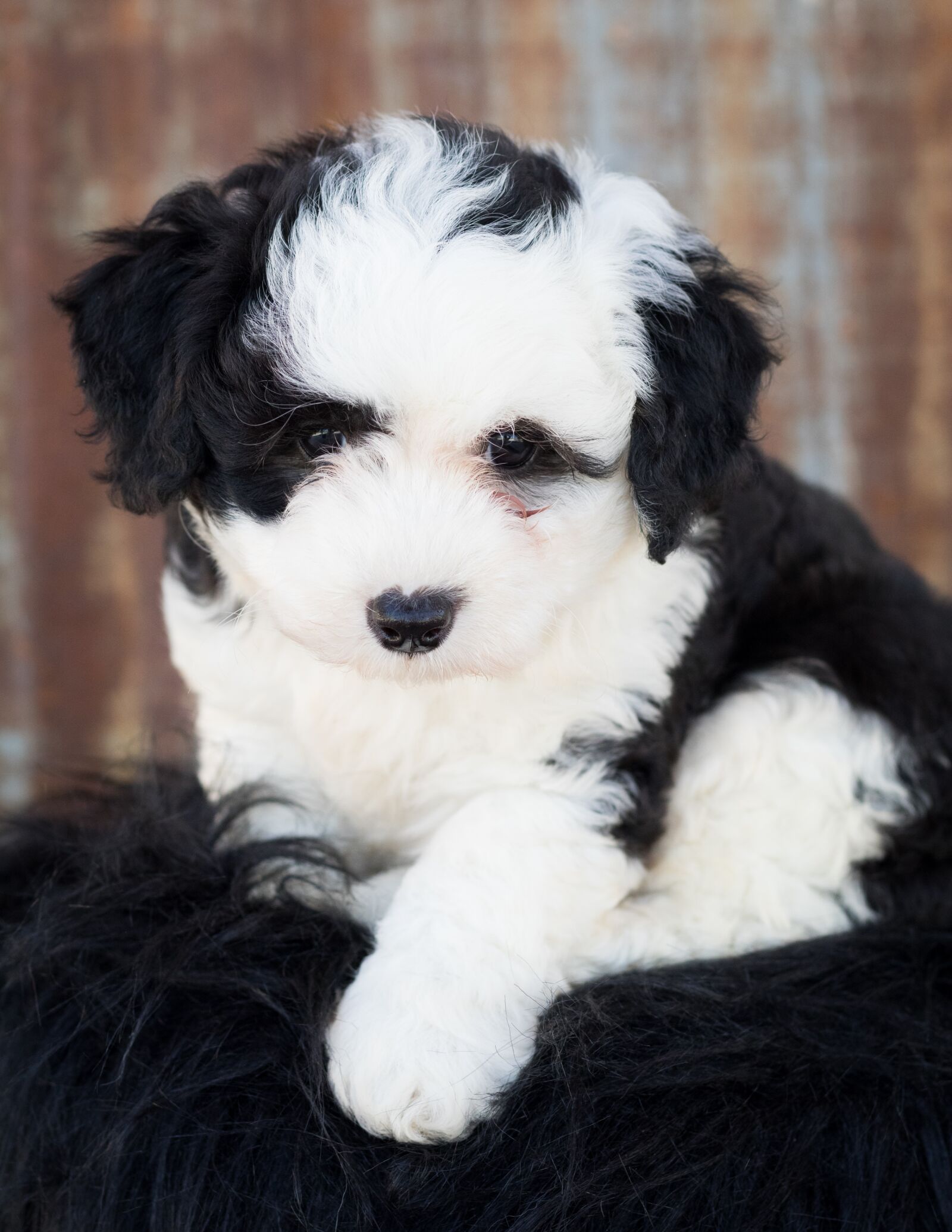 Canon EF 50mm F1.8 STM sample photo. Sheepadoodle, dog, puppy photography