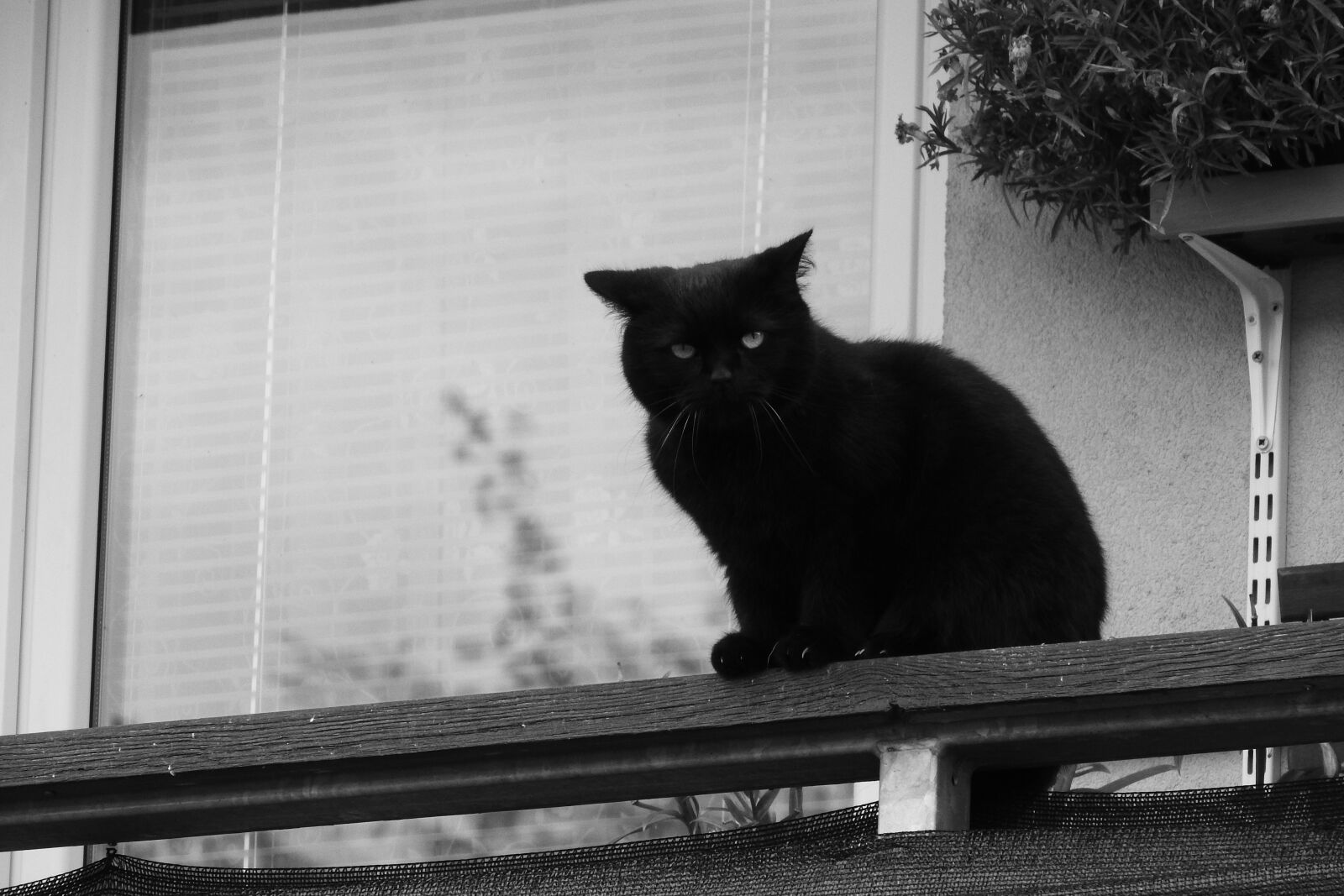 Nikon Coolpix P610 sample photo. Black cat, cat on photography