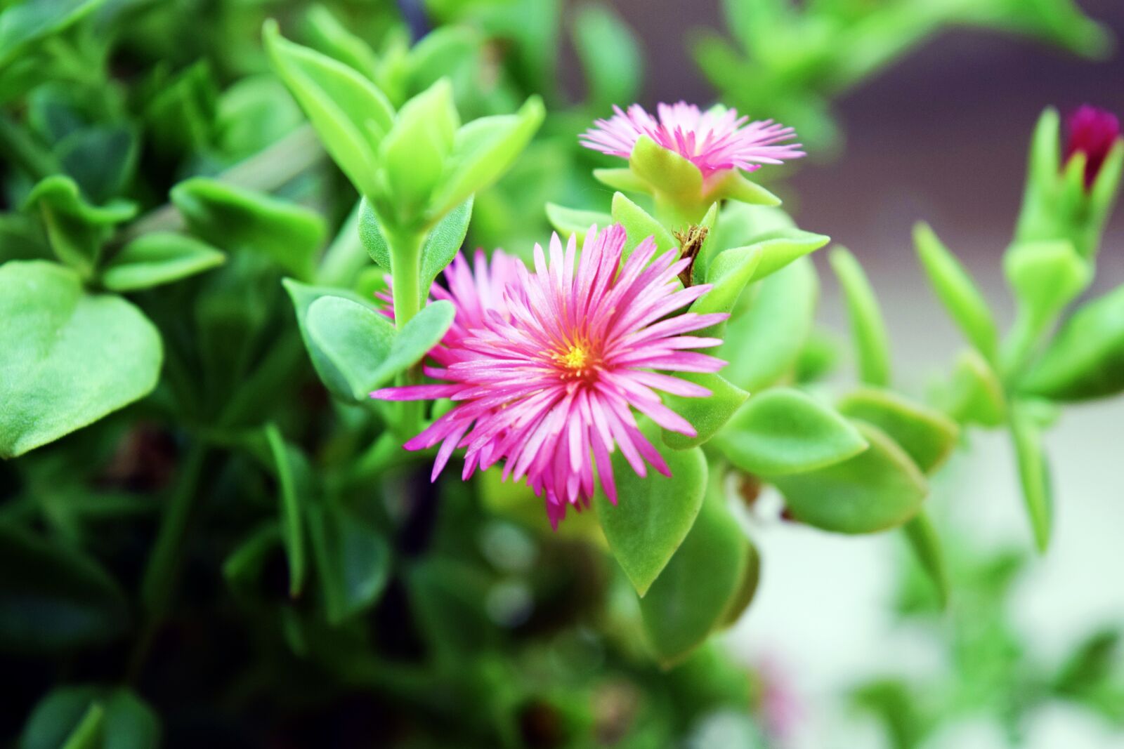 Nikon D5300 sample photo. Plant, green photography