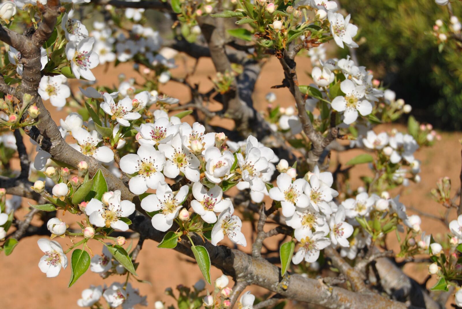 Nikon D3000 sample photo. Tree, fruit, flowers photography