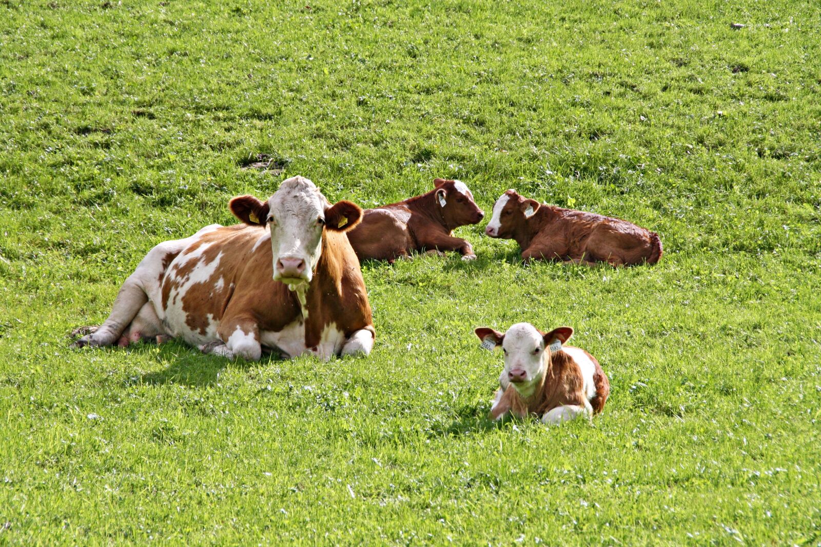 Canon EOS 1000D (EOS Digital Rebel XS / EOS Kiss F) sample photo. Cows, calves, agriculture photography