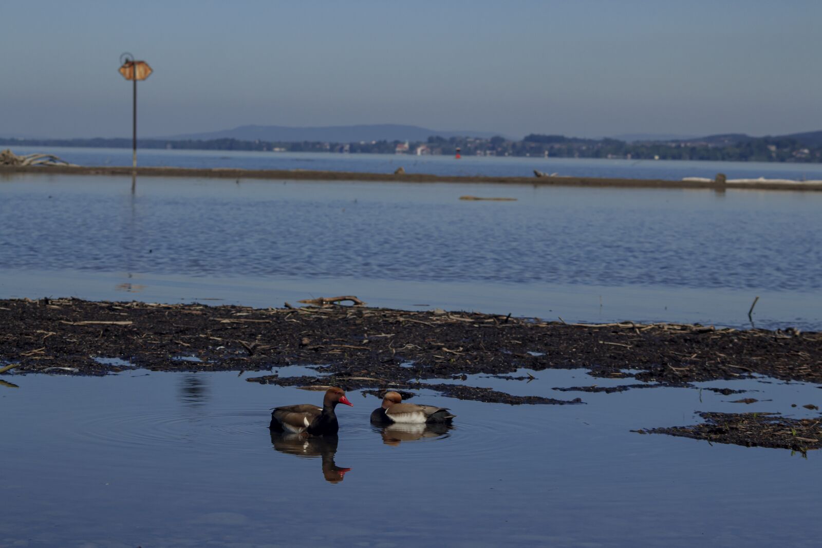 Canon EOS 700D (EOS Rebel T5i / EOS Kiss X7i) sample photo. Duck, lake, water photography