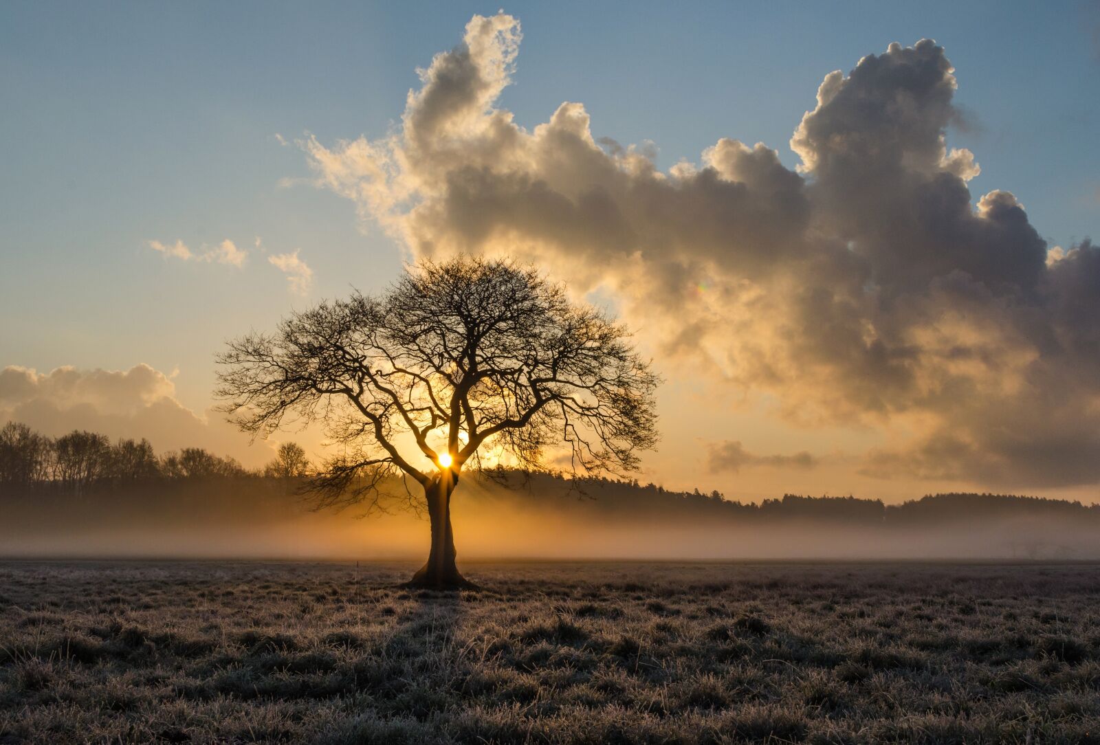 Nikon D5100 sample photo. Lone tree, tree, oak photography