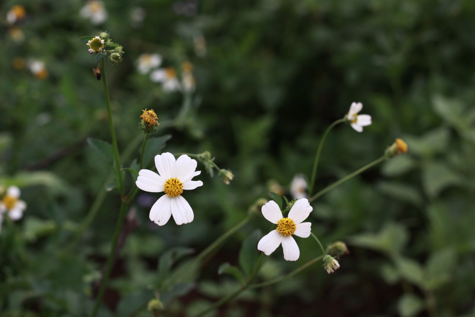 Canon EOS 50D sample photo. Flower, white, macro photography
