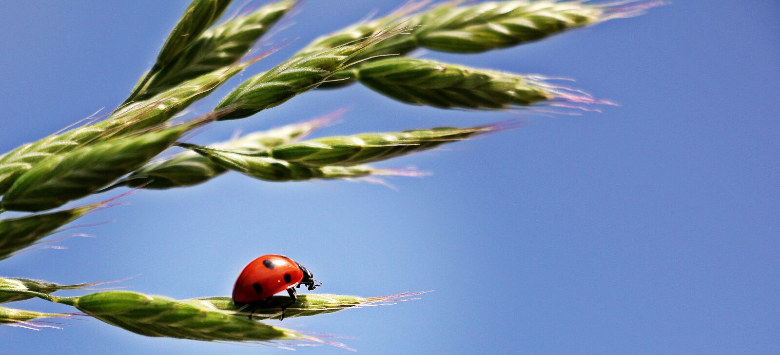 Canon EOS 550D (EOS Rebel T2i / EOS Kiss X4) sample photo. Ladybug, ear, sky photography