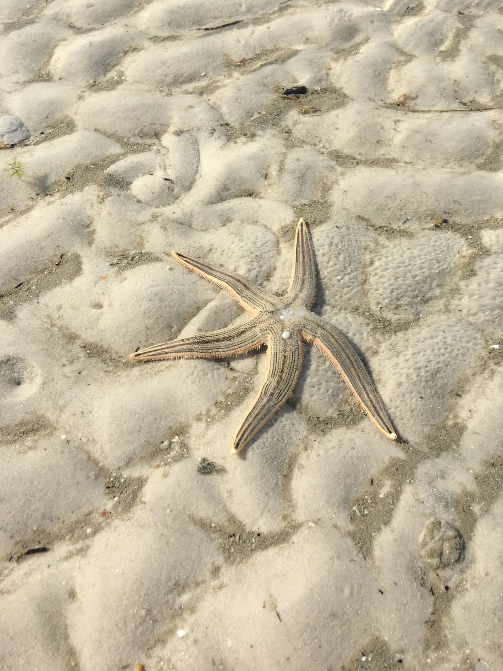 Apple iPhone 6s Plus sample photo. Sea creature, sea life photography
