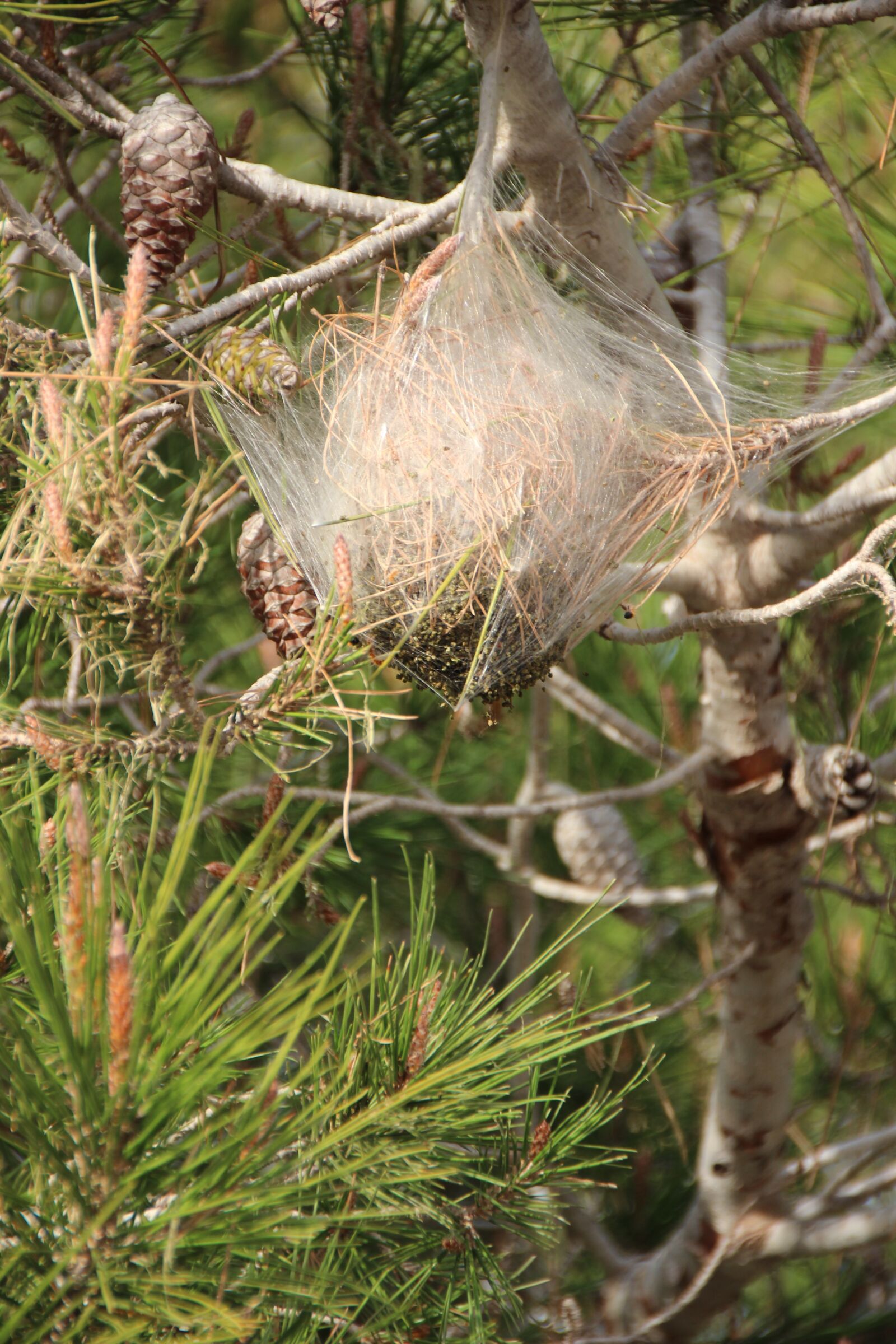 Canon EOS 600D (Rebel EOS T3i / EOS Kiss X5) sample photo. Pine processionary, pine processionary photography