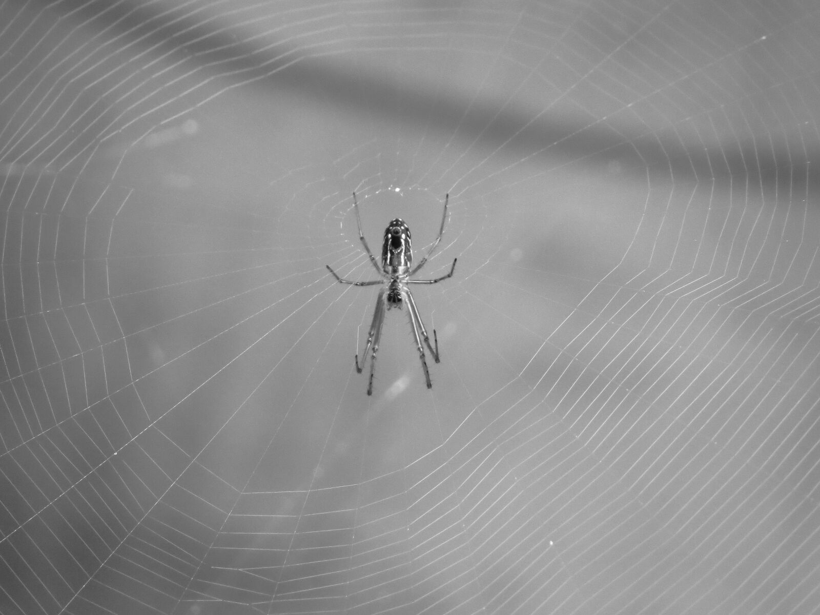 Canon PowerShot SX50 HS sample photo. Nature, insects, colombia photography