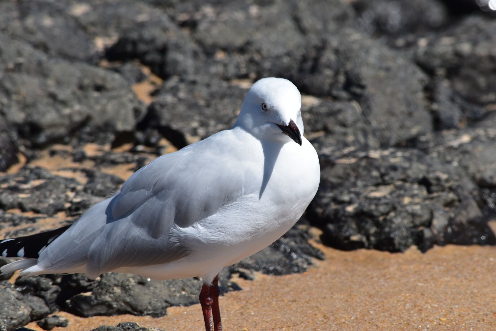 Nikon D5600 sample photo. Bird, white, sea gull photography