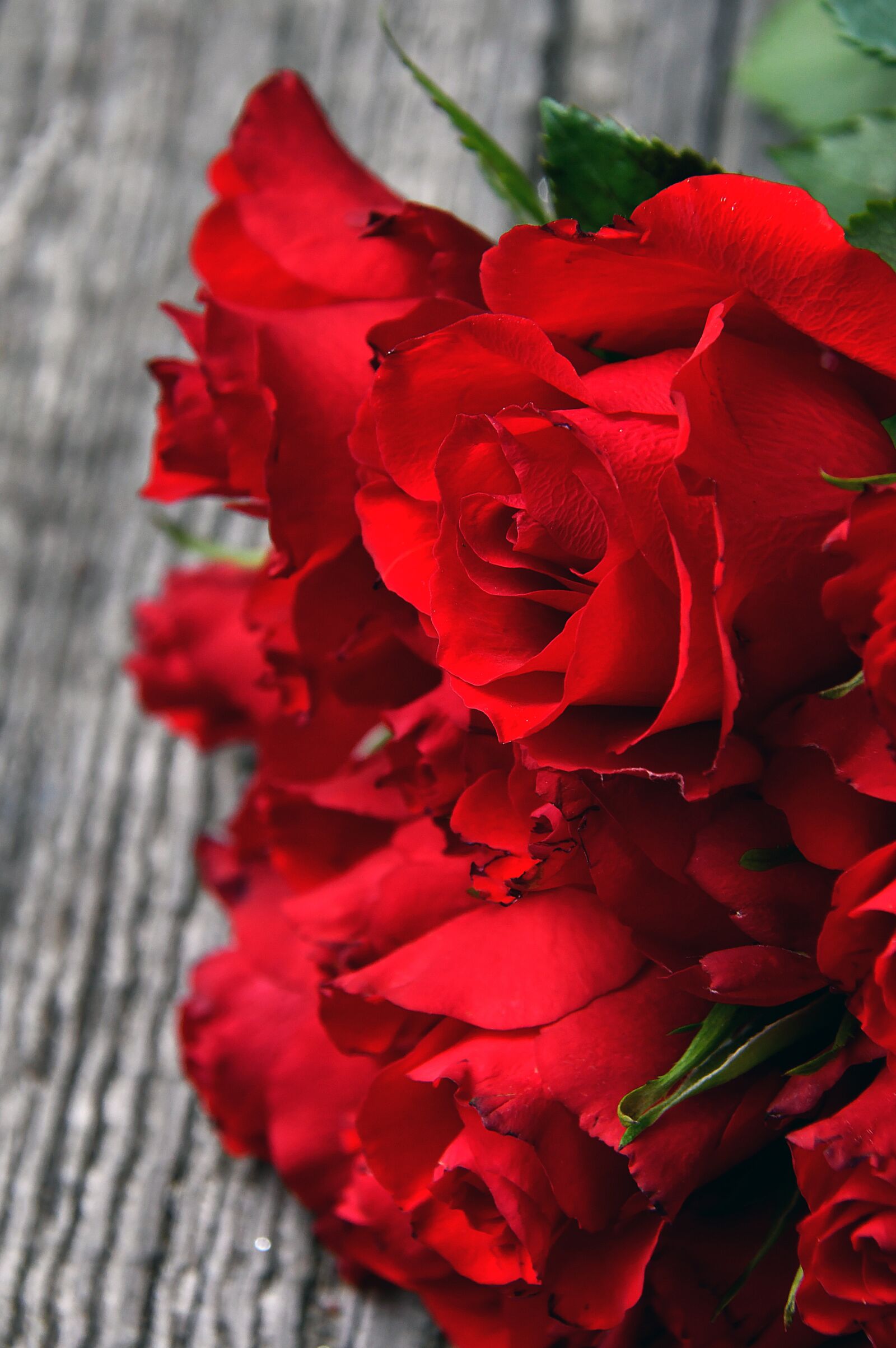 Nikon D3200 sample photo. Red rose, red rose photography