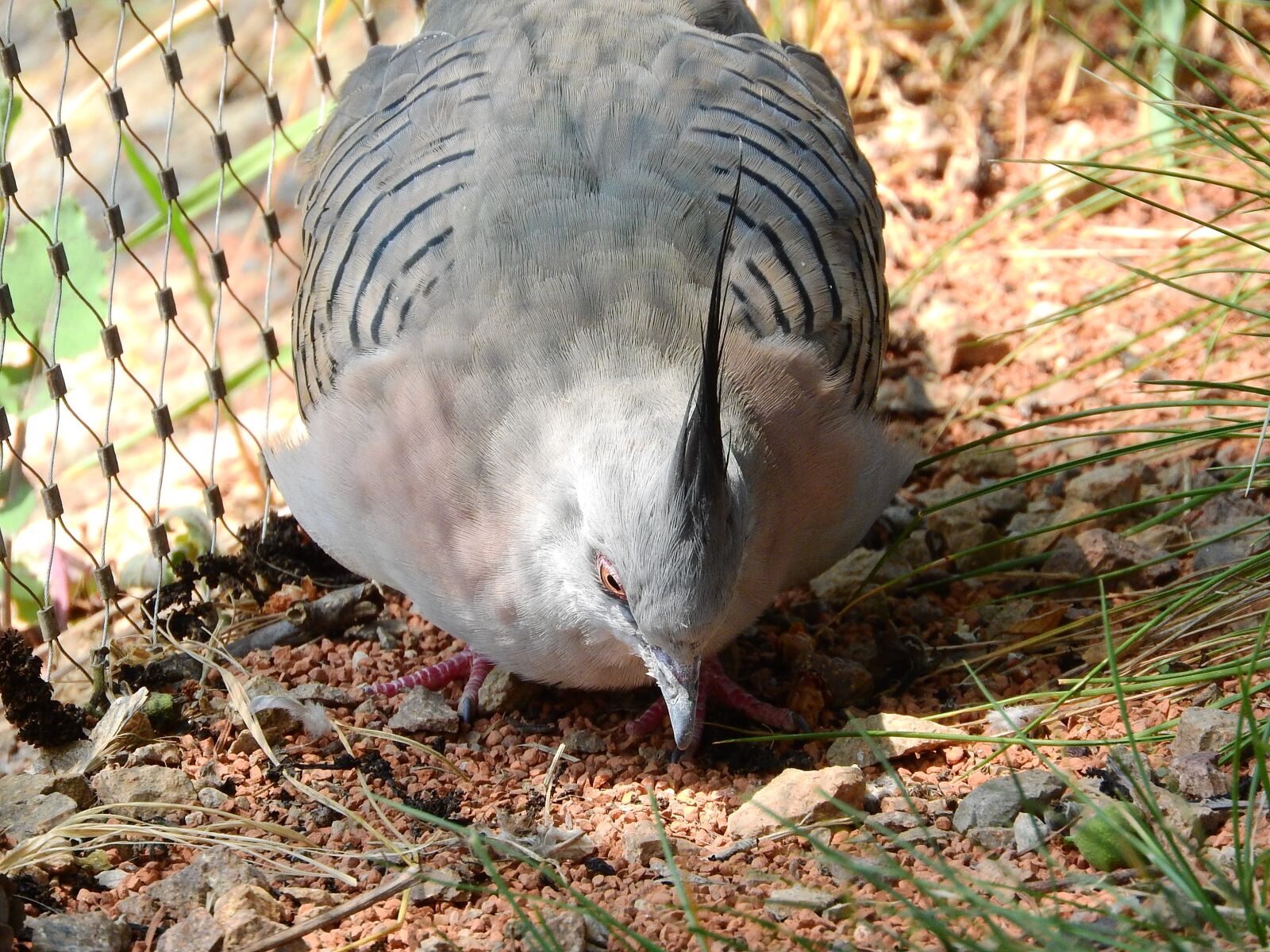 Nikon Coolpix P610 sample photo. Pigeon crested, ocyphaps lophotes photography