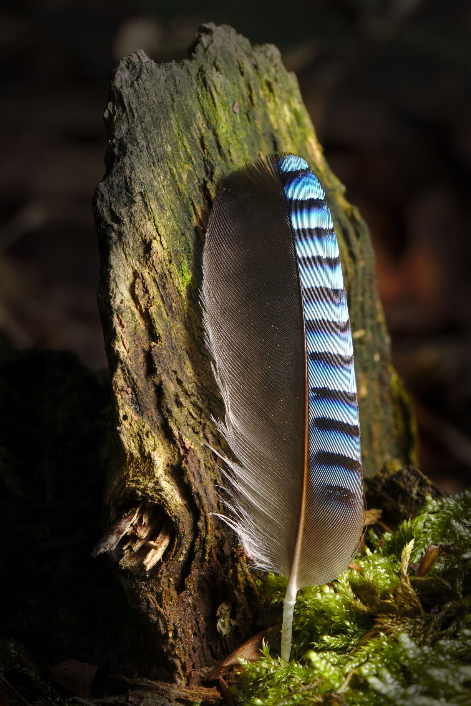 Canon EOS M5 sample photo. Jay, feather, forest photography