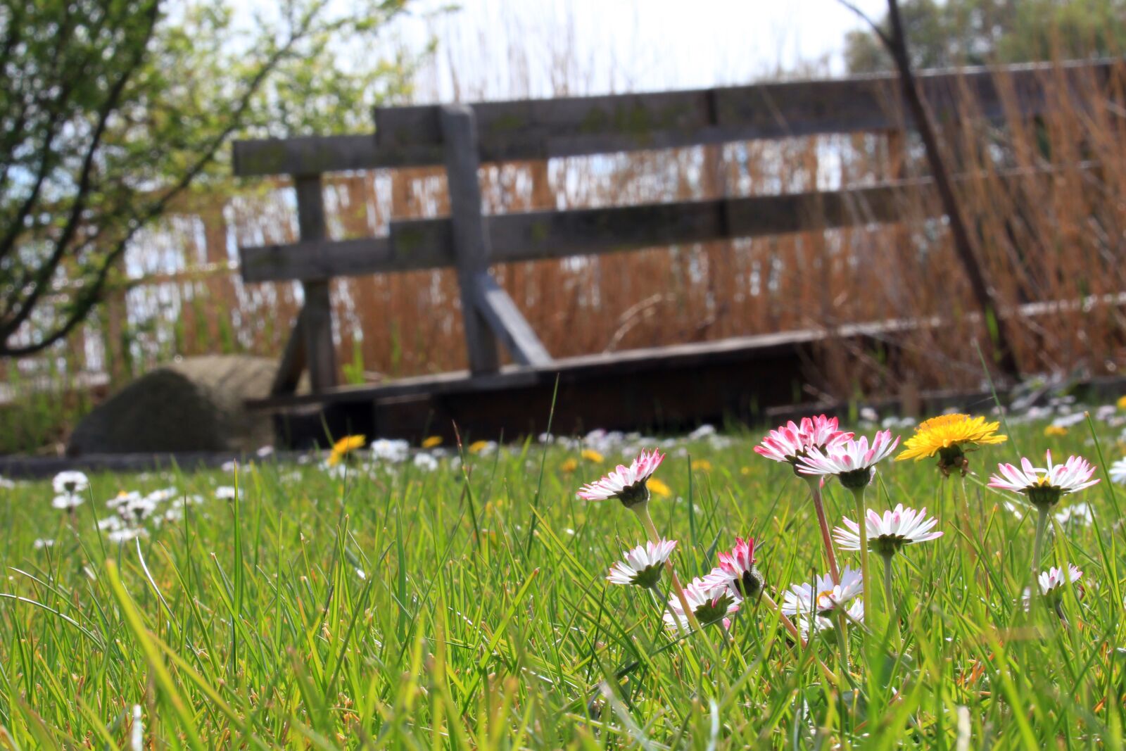 Canon EOS 700D (EOS Rebel T5i / EOS Kiss X7i) sample photo. Meadow, buttercup, daisy photography