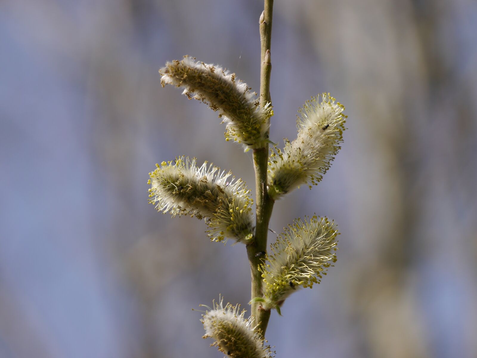 Panasonic Lumix DMC-G5 sample photo. Seeds, willow, pussy willow photography